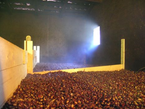  Image name: 00_2caniccio.jpg 
 width: 466 pixel 
 height: 350 pixel 
 Size: 29525 bytes 
 Click to enlarge 